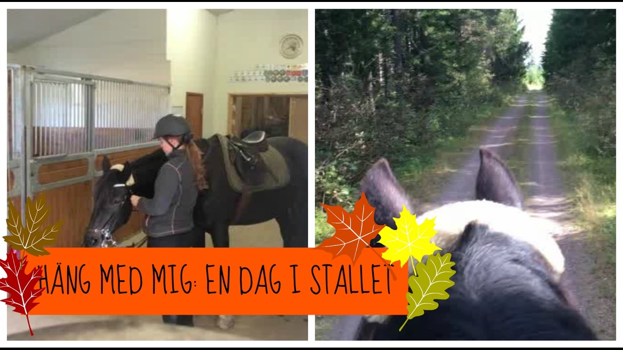 Häng med mig: En dag i stallet, galopp och styngflugor