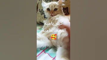 كيلو باميه القطه العاميه 