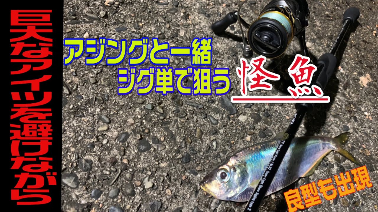 アジング操作で釣った怪魚を食べる ターポン ヒラ のさばき方とよだれが止まらないおすすめ料理 Youtube