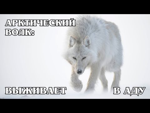 ARCTIC WOLF: The ideal hierarchy in a wolf pack | Interesting facts about wolves and animals