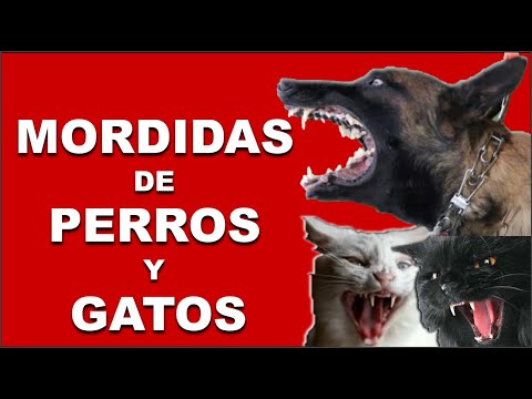 Video: Hundens adfærd i det vilde