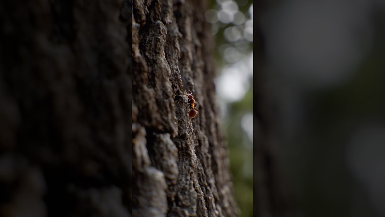 Photorealistic Macro Tree 