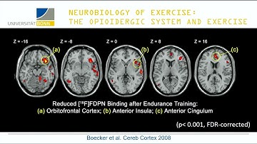 OHBM 2018 | Symposium | Henning Boecker | The Opioidergic System and Exercise