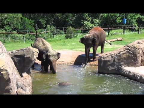 Wideo: Zoo w Oklahoma City - wstęp, wystawy, zwierzęta