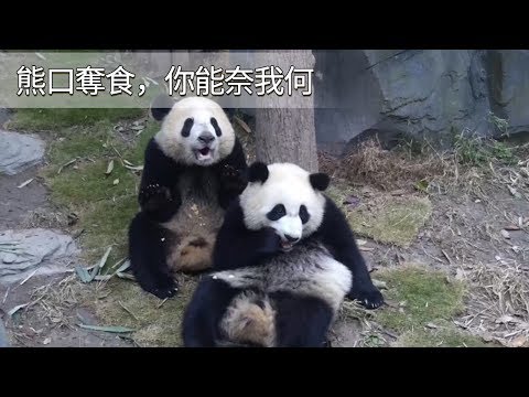 《熊貓早晚安》熊口奪食，你能奈我何？| iPanda