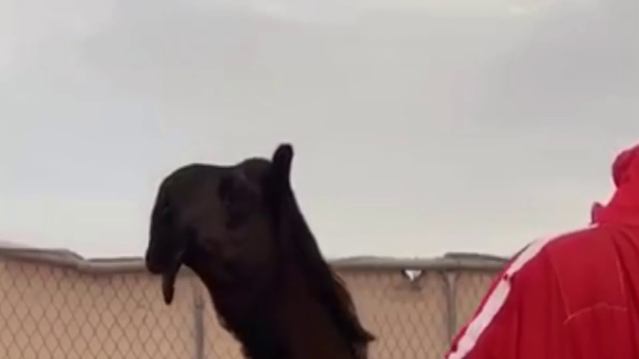 شيله غياضه التميز || اداء الجفراني 🔥👏🏻