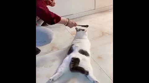 Watch the video about Funny Cat And Dog Videos - Try Not To Laugh 🤣🤣 | Super Dog #short