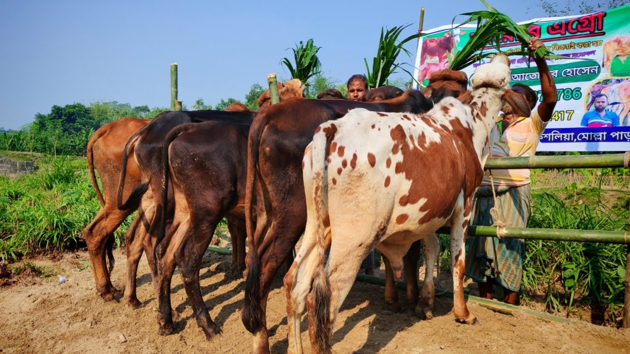 ১০/১১/২৫ সেরা মানের হাই কোয়ালিটি ইন্ডিয়ার ষাড় গরু কিনুন কম দামে বডার এলাকায়।