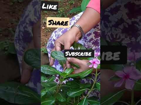 Video: Philodendron Bipennifolium Bilgi: Fiddleleaf Philodendron'ların Bakımına İlişkin İpuçları