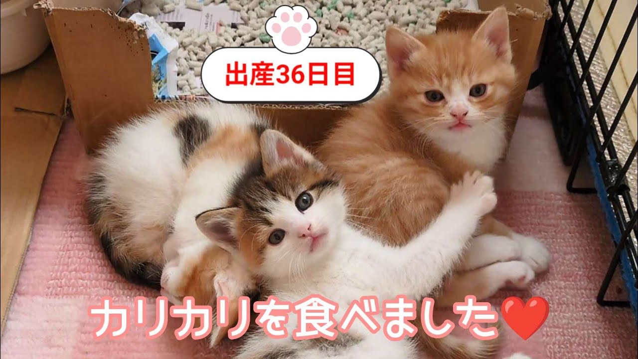 [生後36日目]カリカリを食べるようになりました✨