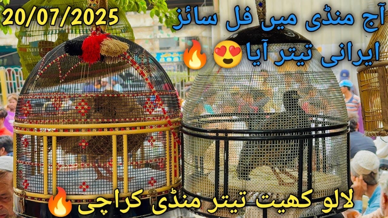 Lalokhait teetar Mandi Karachi 20-07-2025