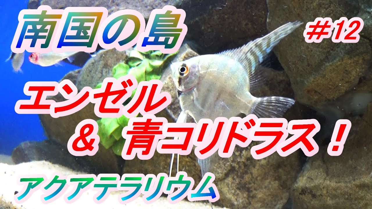 エンゼルフィッシュ & 青コリ 買ってきた！ アクアテラ南国の島 - YouTube