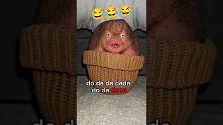 why so cute tho #cute #shorts #funny #funnyshorts