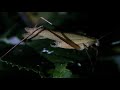 ［見島のいきものたち 365］鳴くセスジツユムシ Ducetia japonica （Ⅱ）