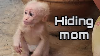 Baby Monkey SUGAR Naughty Hides Mom Not Sleeping