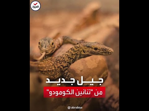 سحلية نادرة تفقس 5 تنانين كومودو في إسبانيا