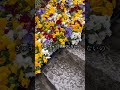 ビデオカメラとスマホの2台持ちで撮影したので、ガタガタですみません！笑　本編はYouTubeみてね！#アクアセル #アクアセルシート #園芸 #ガーデニング #古屋悟司 #ゲキハナ