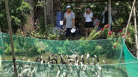 [Du Lịch Cần Thơ] Độc Lạ Cá Lóc Bay Đặc Sản Du Lịch Cồn Sơn Cần Thơ