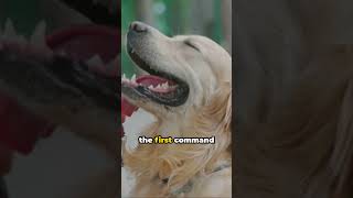 Golden Retriever  Perfect Dog? #dogs #goldenretriever #facts