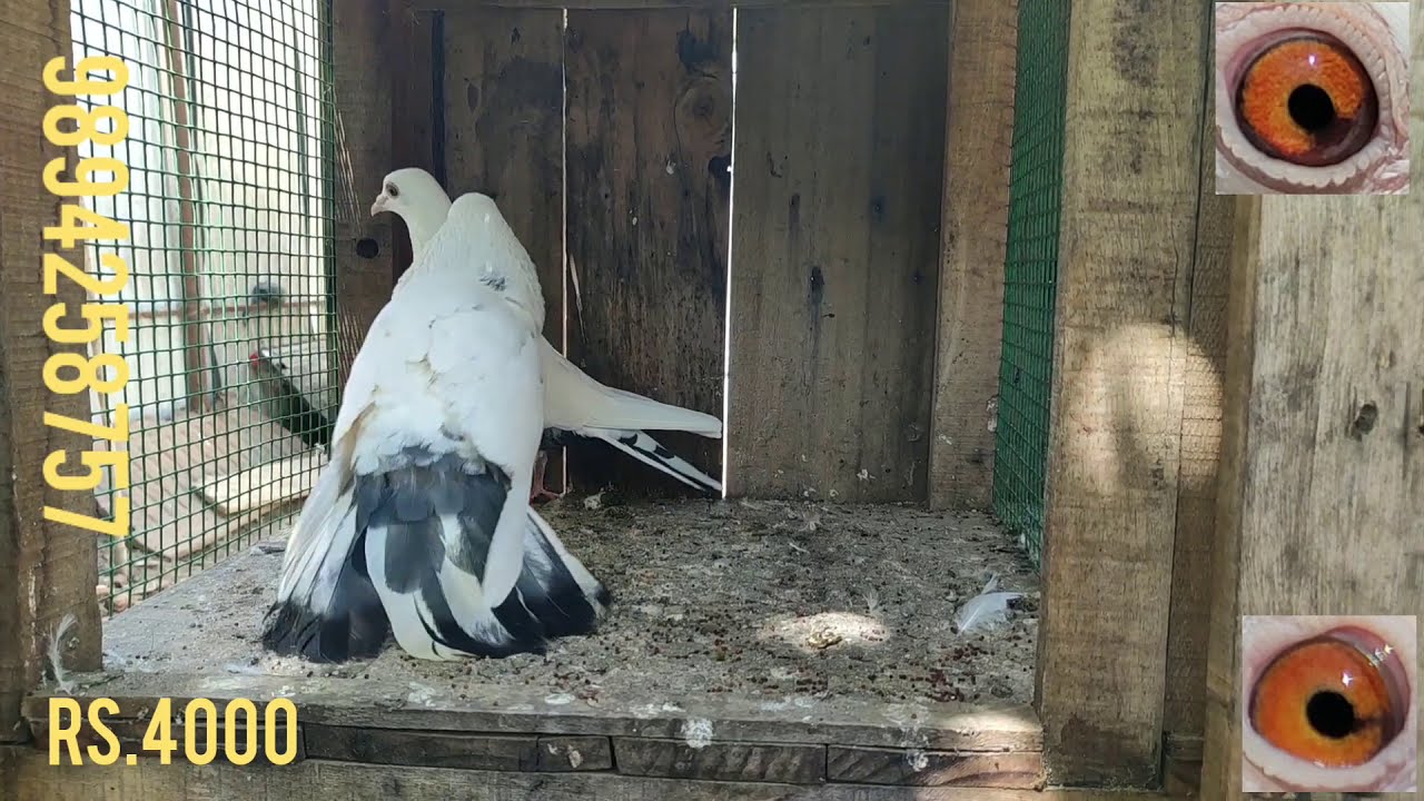 சிறந்த சாதா மற்றும் கர்ண புறாக்கள் விற்பனை