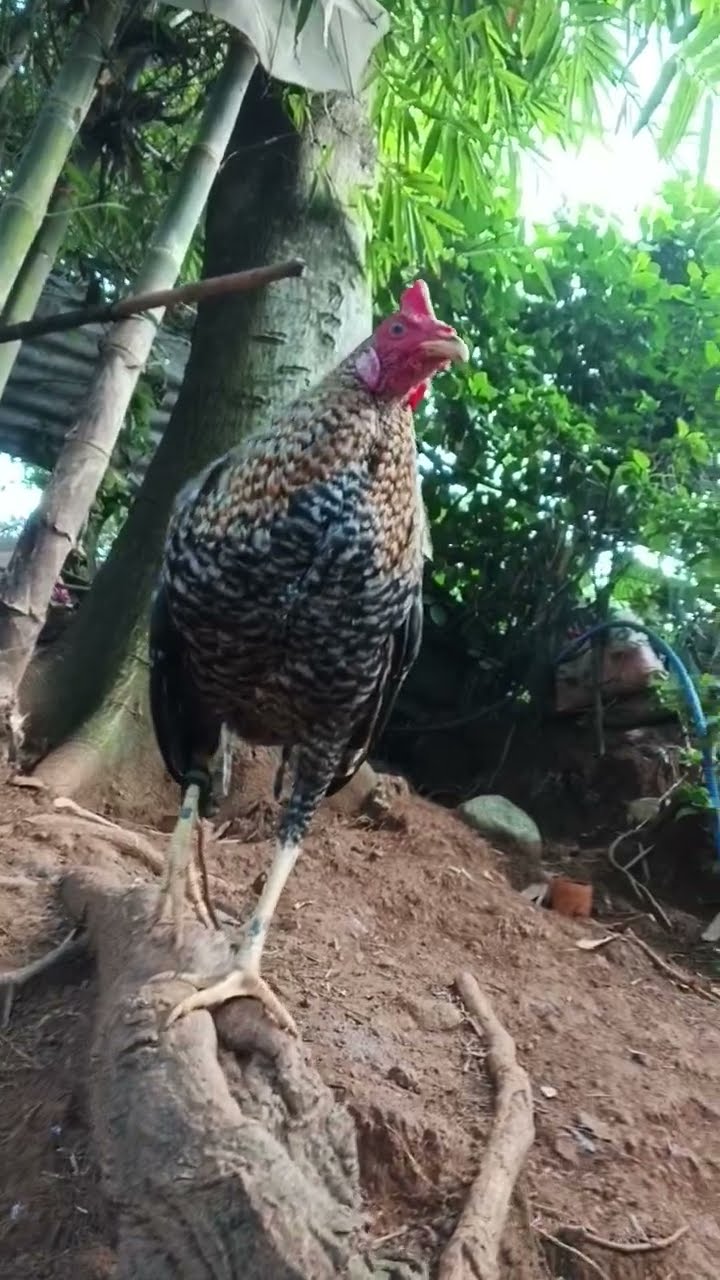 #big #chicken #alway #love #shorts