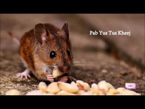 Video: Gerbils li tsiaj li cas?