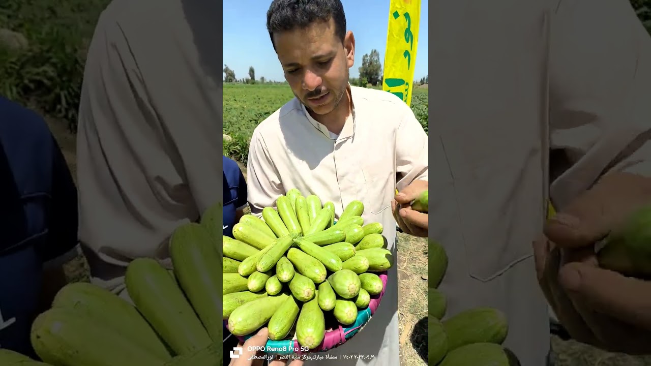 كوسه 515شركة فأين سيدز في محافظة الدقهلية