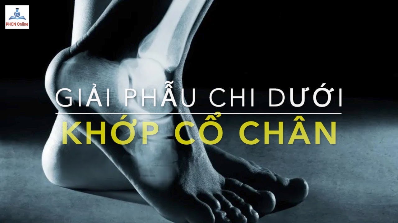 Giải phẫu chi dưới: Khớp cổ chân