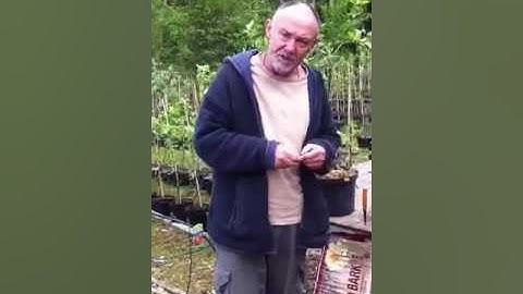 Fruit Tree Rootstock Selection