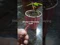 save your plants! why you must tie them before they break #PlantCare #GardeningTips #SaveYourPlants