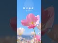エルガー「愛の挨拶」|名曲ダイジェスト|Salut d'Amour