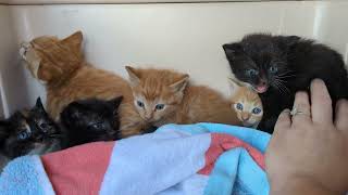 New Kittens Hissing Video