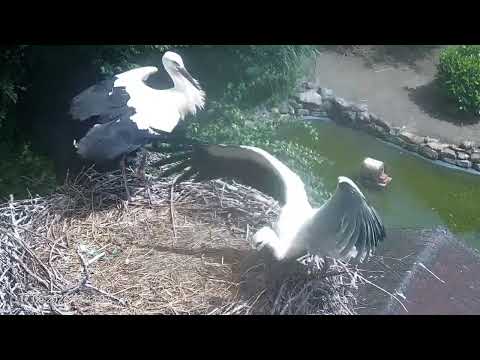 Heddesheim Young Stork Landing Practice live cam preview
