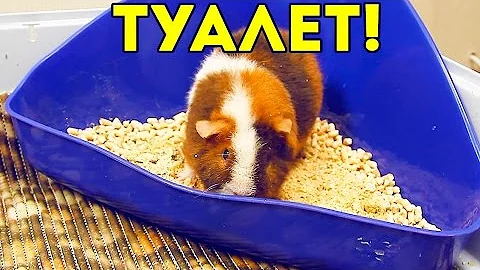 Угловой Туалет Для Морских Свинок / SvinkiShow