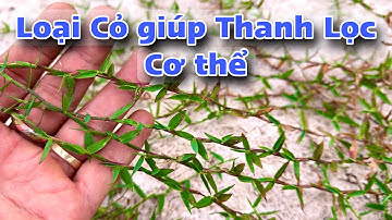 Loại Cỏ giúp Thanh Lọc cơ thể . PHAN HẢI Channel