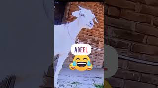 😂Adeel😂name funny😛😜video status |#adeel #foryou🥰 #youtubeshorts #funnyvideo🤭#goat🐐 #bakra #viral 💯