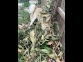 Trying to catch a rat 🐀