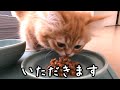 【マンチカンの子猫】くるみの食事風景がこちらです/Here is the Kurumi meal scene