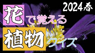 【高齢者向け】会話ネタに困らない!4月や春にまつわる雑学まとめ