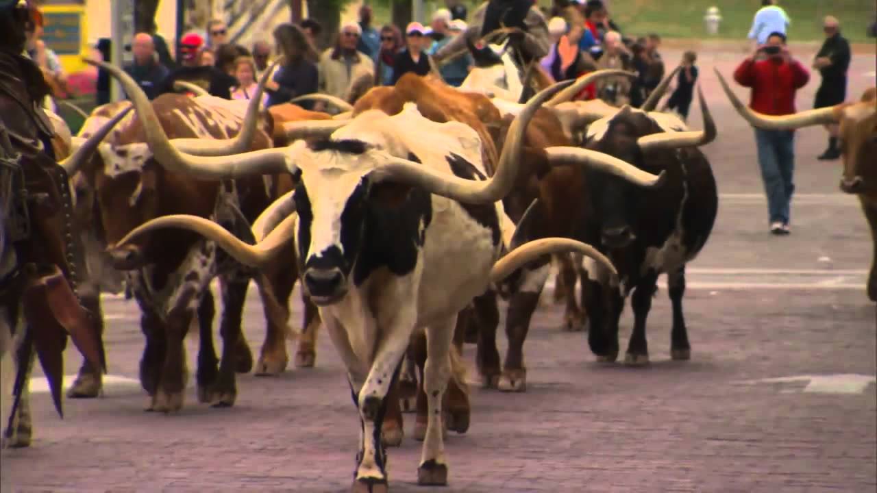Fort Worth Cattle Drive YouTube