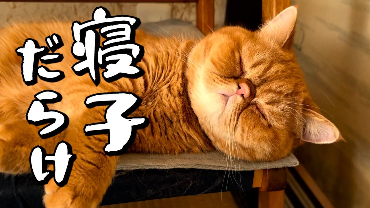 ねこ「あっちもこっちも寝てばっかし🐈」