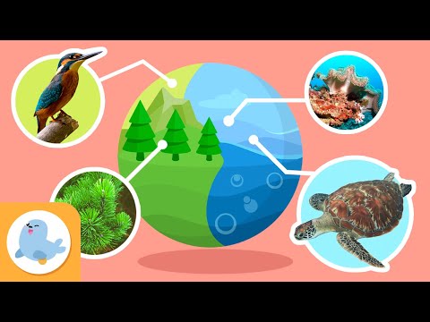 Video: Perché l'habitat è importante per gli animali?