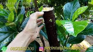 TIPS & EASY WAYS TO MAKE JACKFRUIT TREES FRUITFUL, // easy way to produce jackfruit trees
