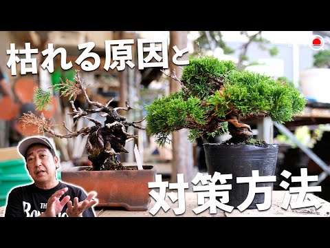 【初心者】盆栽が枯れる5つの原因と対策方法【盆栽Q】
