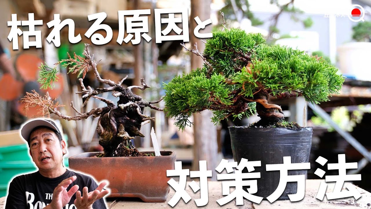 【初心者】盆栽が枯れる5つの原因と対策方法【盆栽Q】