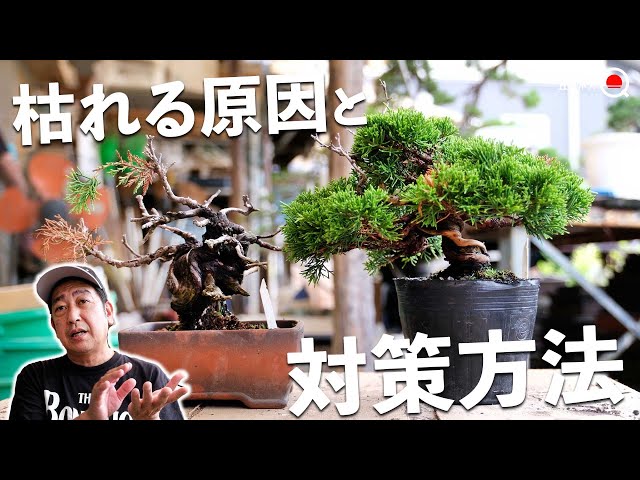 Beginners] 5 reasons why bonsai plants die and how to prevent them
