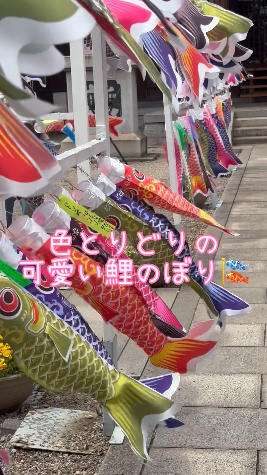 鯉のぼり こいのぼり こどもの日 端午の節句 こどもの日 子供の日 子供の日鯉のぼり🎏 #端午の節句#鯉のぼり#5月5日#こどもの日 - YouTube
