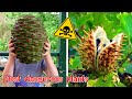 5 อันดับ พืชหน้าตาแปลกประหลาดที่มีความอันตรายที่สุดในโลก (Most Dangerous Plants)