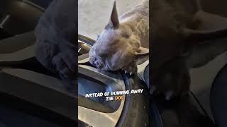 The unexpected tire leak 🐶💨 #shorts #shortsvideo