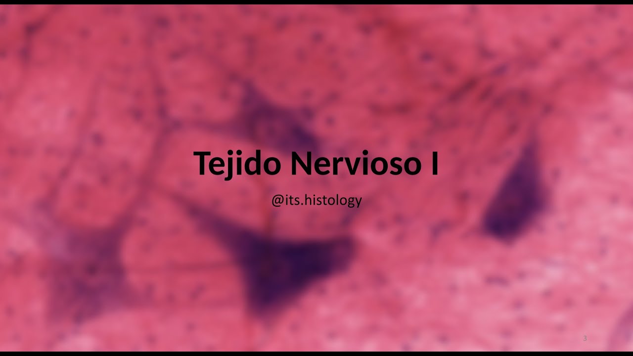 HISTOLOGÍA del Tejido Nervioso  - its.histology